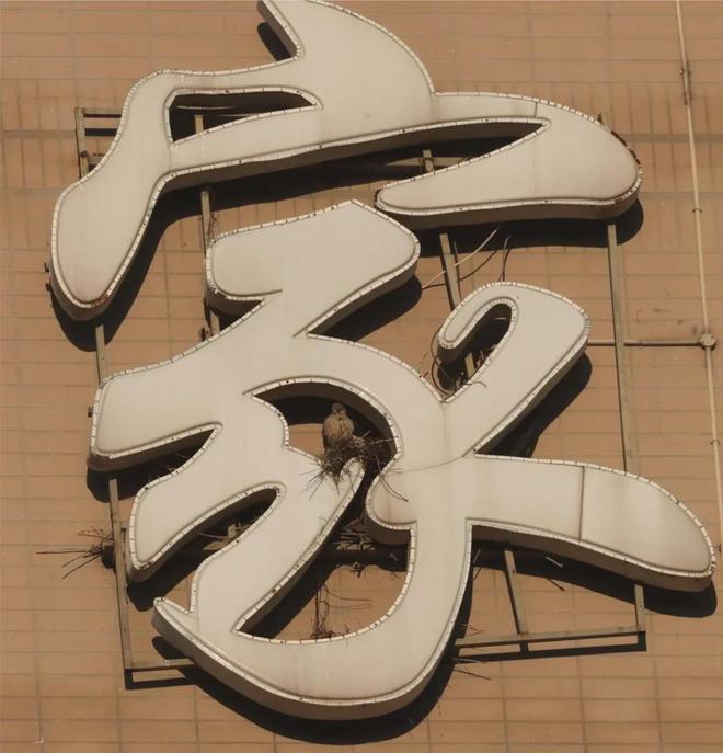丰台这个小区新增一位猛禽“业主”！(图1)