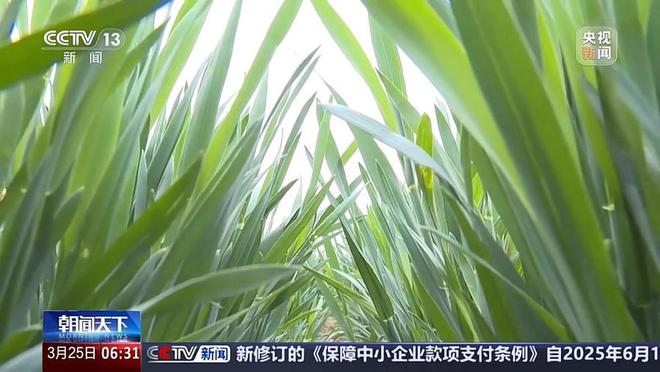 多地气温骤降超20℃这是“倒春寒”吗？专家分析(图1)
